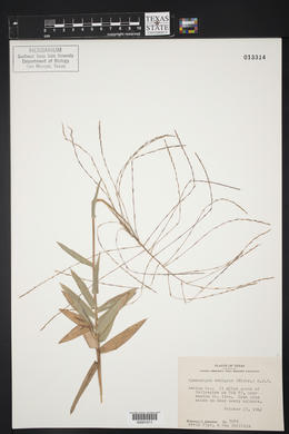 Gymnopogon ambiguus image