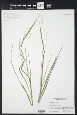Leersia monandra image