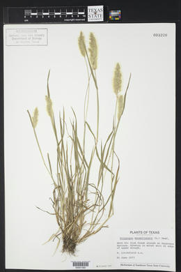 Polypogon monspeliensis image
