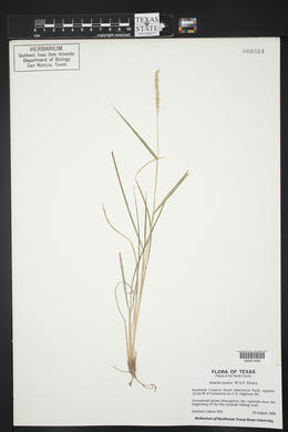 Setaria texana image
