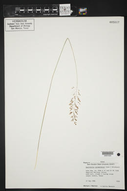 Sporobolus coromandelianus image