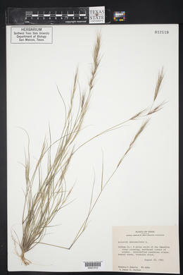 Aristida adscensionis image