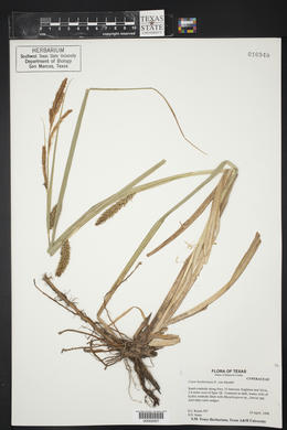 Carex hyalinolepis image