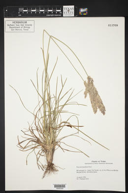 Poa arachnifera image