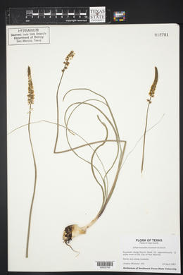 Schoenocaulon texanum image