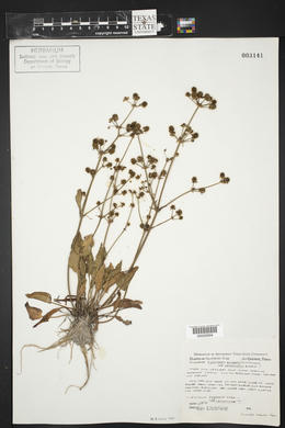 Echinodorus berteroi image