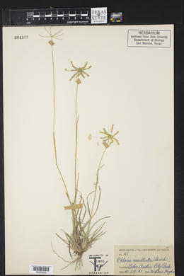 Chloris cucullata image