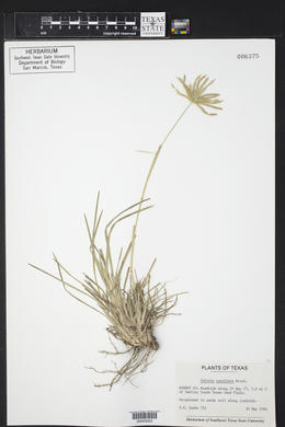Chloris cucullata image