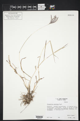 Dichanthium annulatum image