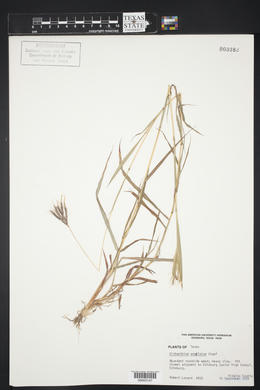 Dichanthium annulatum image