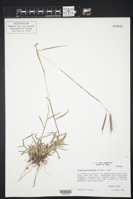 Dichanthium annulatum image