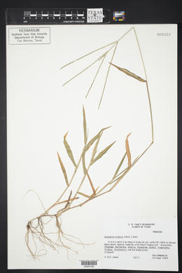 Digitaria ciliaris image