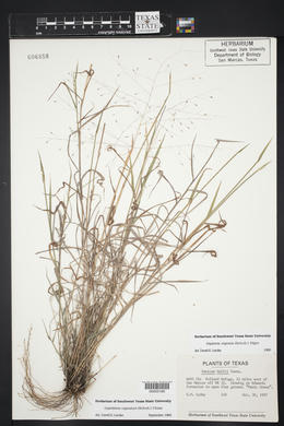 Digitaria cognata image