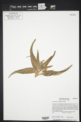 Tradescantia hirsutiflora image