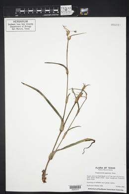 Tradescantia gigantea image