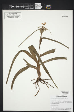 Tradescantia occidentalis image