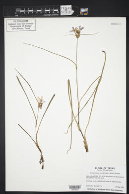 Tradescantia occidentalis image