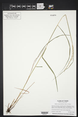 Melica nitens image