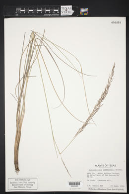 Muhlenbergia lindheimeri image