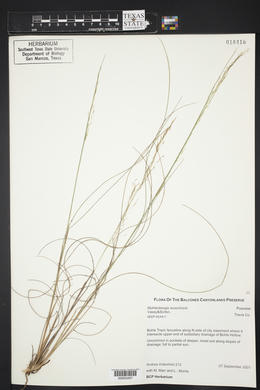 Muhlenbergia reverchonii image