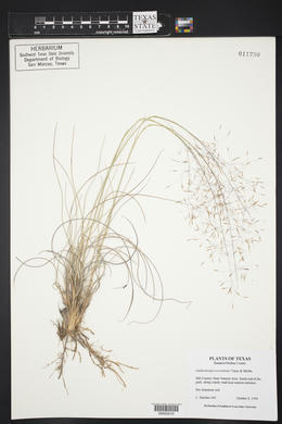 Muhlenbergia reverchonii image
