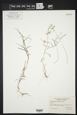 Muhlenbergia schreberi image