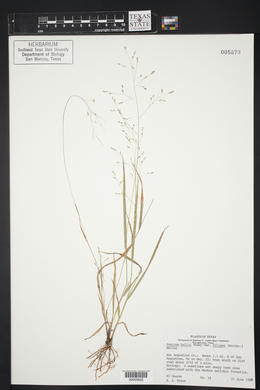 Panicum hallii image