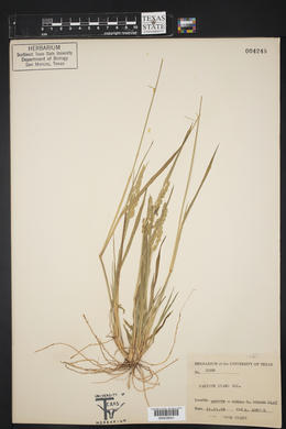 Panicum hians image