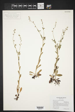 Myosotis macrosperma image