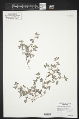 Tiquilia canescens image