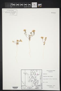 Townsendia annua image