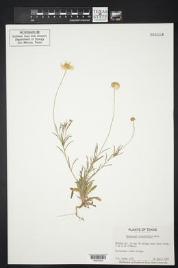 Tetraneuris linearifolia image