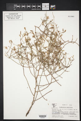 Stephanomeria pauciflora image