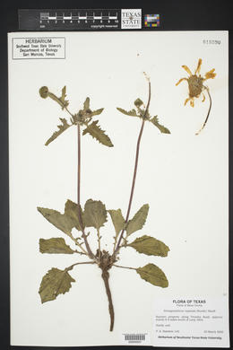 Tetragonotheca repanda image