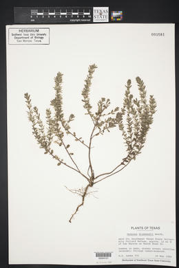 Hedeoma drummondii image