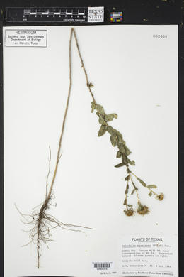 Grindelia squarrosa image