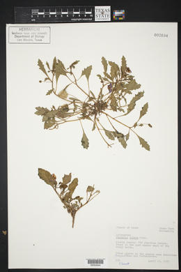 Quincula lobata image