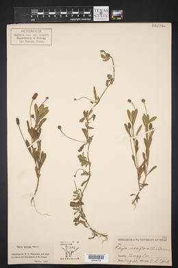 Phyla nodiflora image