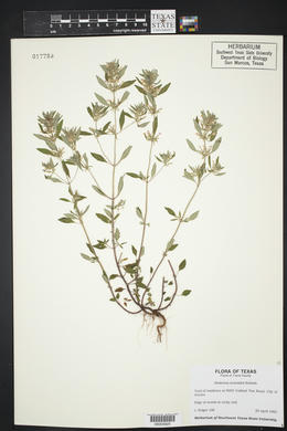 Hedeoma acinoides image