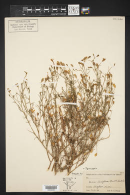 Ipomopsis laxiflora image