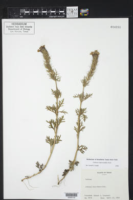 Glandularia bipinnatifida var. bipinnatifida image