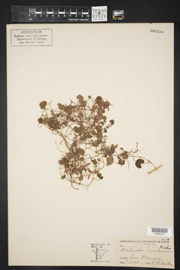 Dichondra carolinensis image