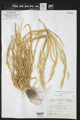 Bromus catharticus image
