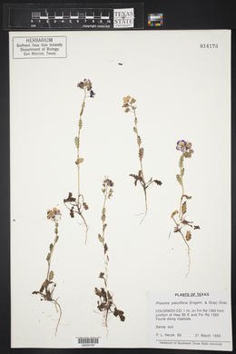 Phacelia patuliflora image