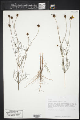 Thelesperma flavodiscum image