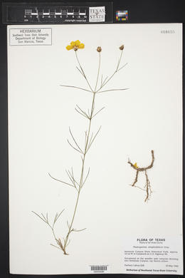 Thelesperma simplicifolium image