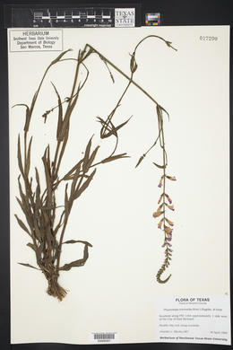 Physostegia intermedia image