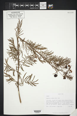 Desmanthus illinoensis image