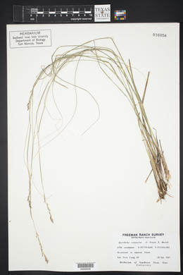 Sporobolus compositus image