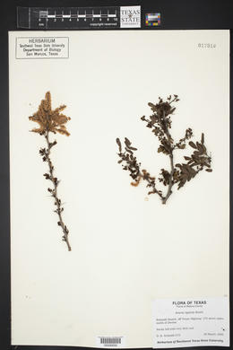 Acacia rigidula image